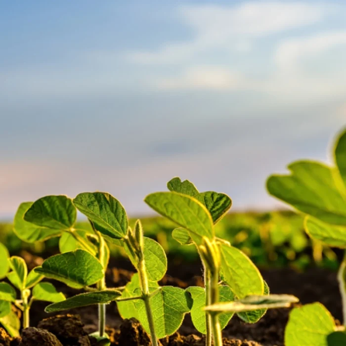 Eco-Farming
